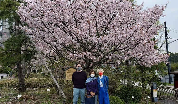 Cherry blossoms viewing