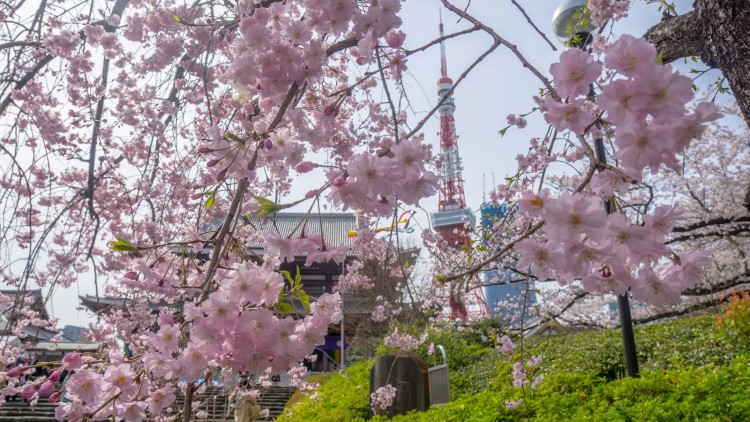 Tokyo Tower and sakura