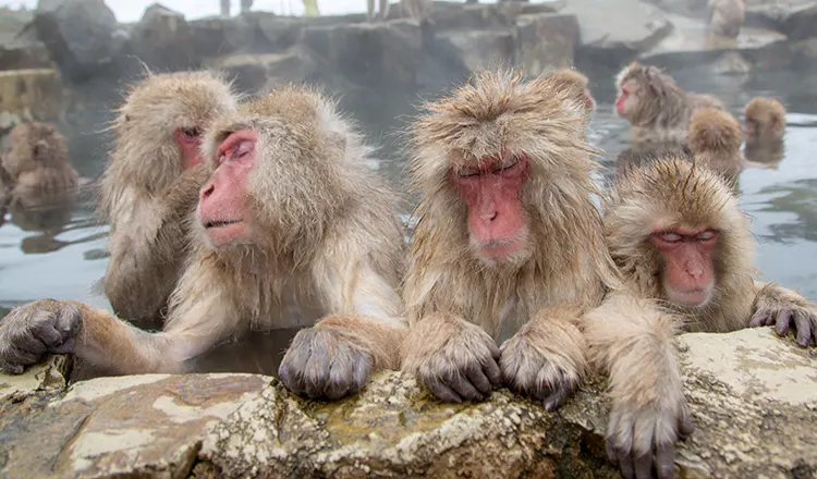 Jigokudani Yaen Koen