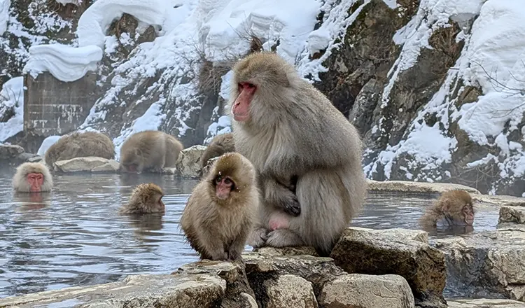 Monkeys bathe in hot springs