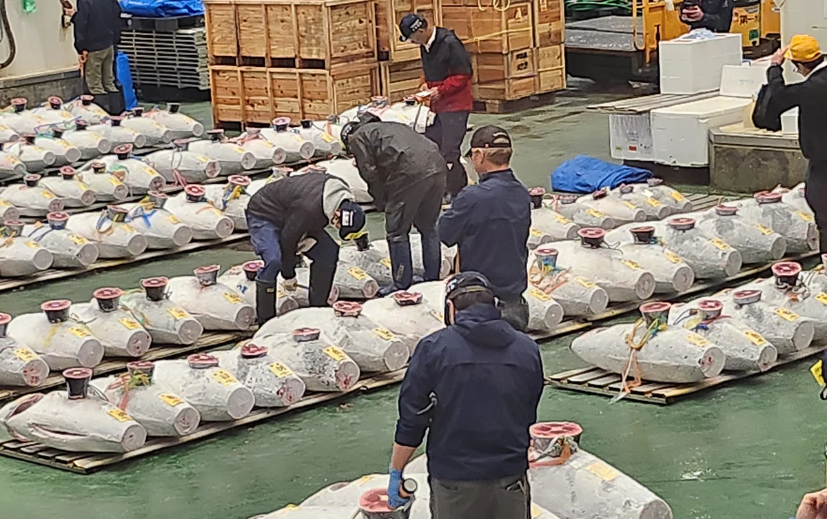 Close-up view of the tuna auction at Toyosu Fish Market