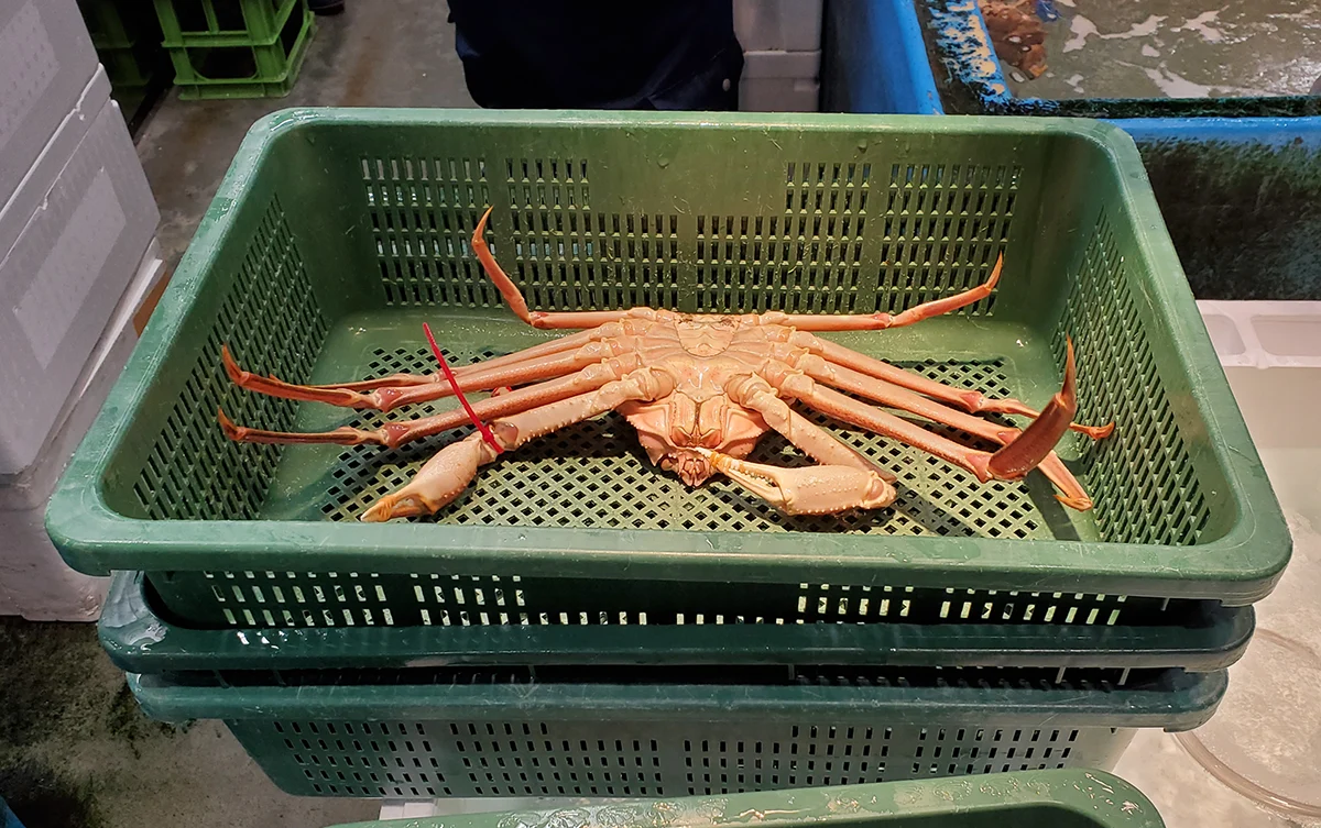 A large crab on display at Toyosu Fish Market