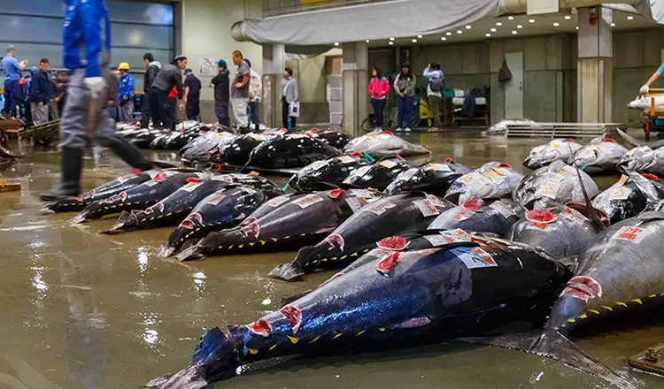 Tuna Auction