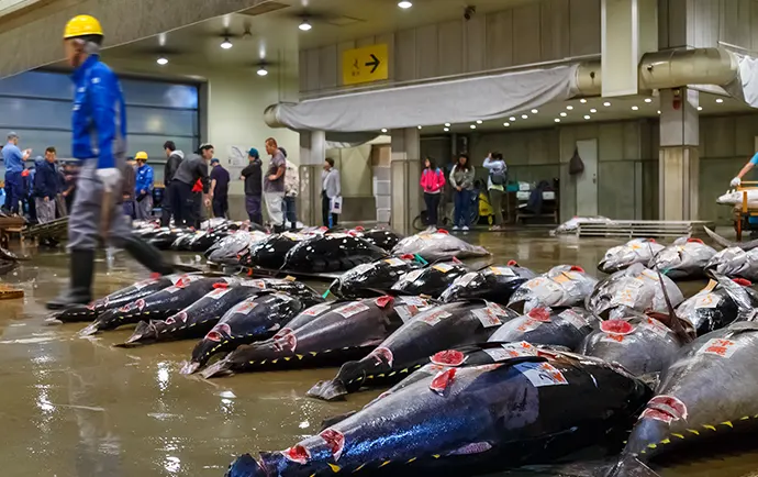 Tuna auction and Sushi Making Tour in Tokyo Tour